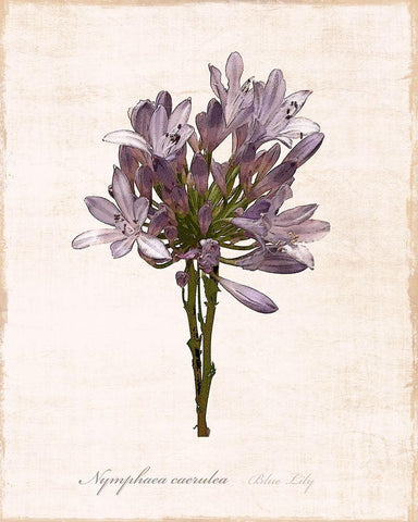 Sketchbook Lily White Modern Wood Framed Art Print with Double Matting by Carpentieri, Natalie