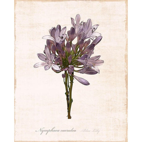 Sketchbook Lily White Modern Wood Framed Art Print by Carpentieri, Natalie