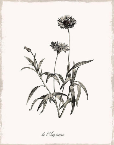 Sketchbook Imperial Black Ornate Wood Framed Art Print with Double Matting by Donovan, Kelly