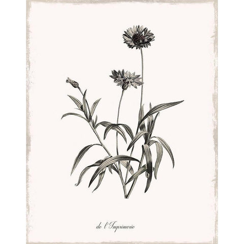 Sketchbook Imperial White Modern Wood Framed Art Print by Donovan, Kelly