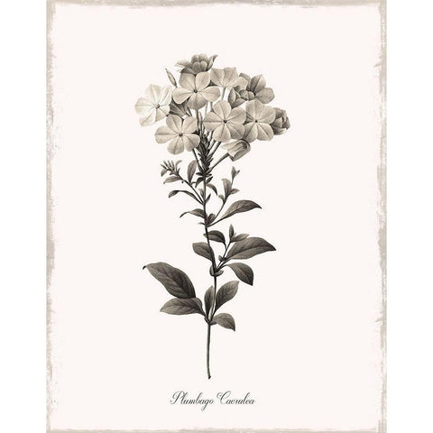 Sketchbook Leadwort White Modern Wood Framed Art Print by Donovan, Kelly