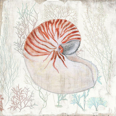 Coral and Shell I White Modern Wood Framed Art Print with Double Matting by Tava Studios