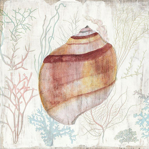 Coral and Shell II White Modern Wood Framed Art Print with Double Matting by Tava Studios