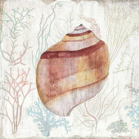 Coral and Shell II White Modern Wood Framed Art Print by Tava Studios