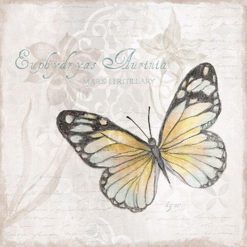 Postcard Butterfly II White Modern Wood Framed Art Print with Double Matting by Tava Studios
