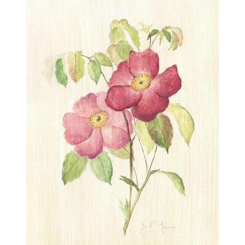 Dusty Rose II Gold Ornate Wood Framed Art Print with Double Matting by Tava Studios