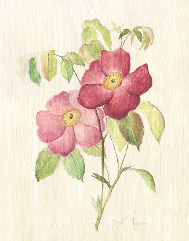 Dusty Rose II White Modern Wood Framed Art Print with Double Matting by Tava Studios