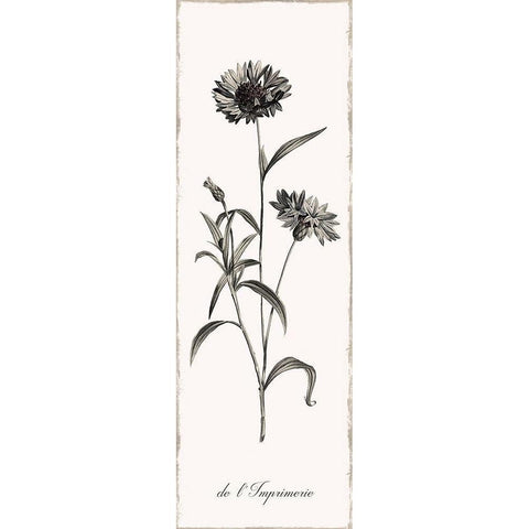 Slender Imperial White Modern Wood Framed Art Print by Donovan, Kelly