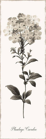 Slender Leadwort Black Ornate Wood Framed Art Print with Double Matting by Donovan, Kelly