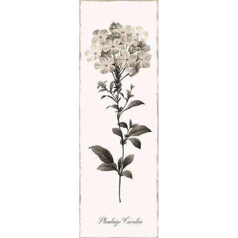 Slender Leadwort White Modern Wood Framed Art Print by Donovan, Kelly