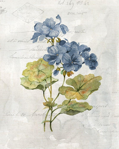 Blue Linen Geranium White Modern Wood Framed Art Print with Double Matting by Robinson, Carol
