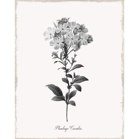 Simply Cape Leadwort White Modern Wood Framed Art Print by Donovan, Kelly