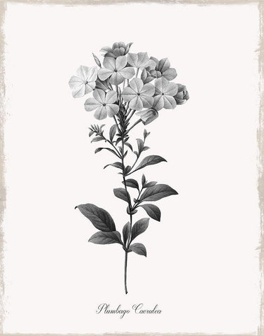 Simply Cape Leadwort Black Ornate Wood Framed Art Print with Double Matting by Donovan, Kelly