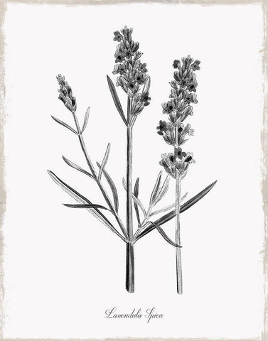 Simply Lavender White Modern Wood Framed Art Print with Double Matting by Donovan, Kelly