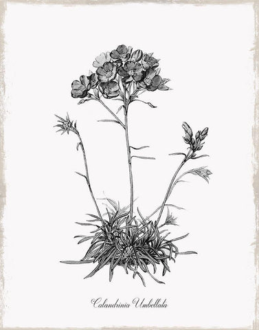 Simply Caladrinia Black Ornate Wood Framed Art Print with Double Matting by Donovan, Kelly
