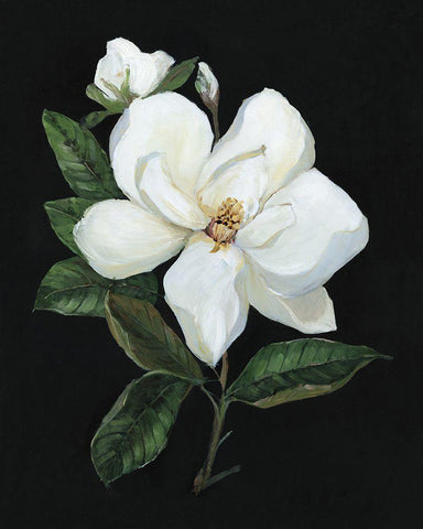 Midnight Magnolia Black Ornate Wood Framed Art Print with Double Matting by Swatland, Sally