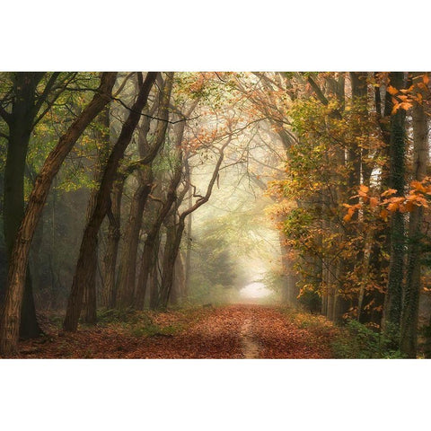 Path of Dreams White Modern Wood Framed Art Print by Van de Goor, Lars