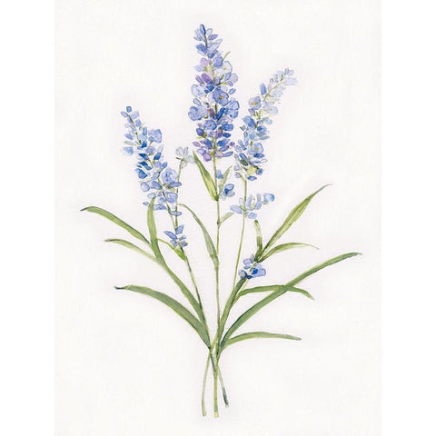 Dainty Botancial Lavender Black Modern Wood Framed Art Print by Swatland, Sally