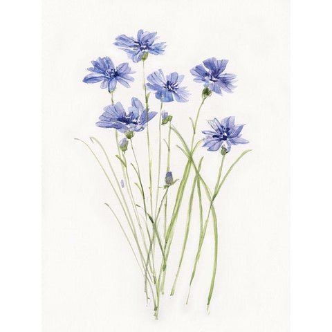 Dainty Botanical Cornflower Black Modern Wood Framed Art Print by Swatland, Sally