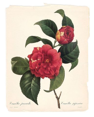 Red Botanical I White Modern Wood Framed Art Print with Double Matting by Robinson, Carol