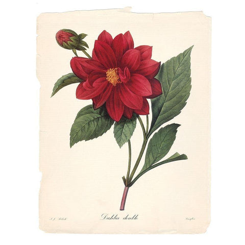 Red Botanical II White Modern Wood Framed Art Print by Robinson, Carol