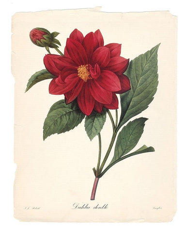 Red Botanical II White Modern Wood Framed Art Print with Double Matting by Robinson, Carol
