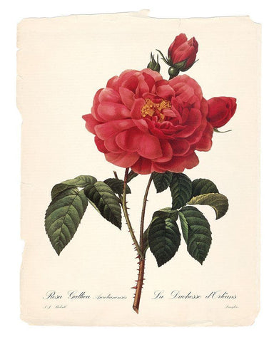 Red Botanical III Black Ornate Wood Framed Art Print with Double Matting by Robinson, Carol