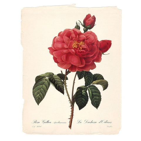Red Botanical III White Modern Wood Framed Art Print by Robinson, Carol