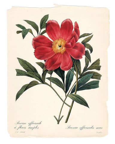 Red Botanical IV White Modern Wood Framed Art Print with Double Matting by Robinson, Carol