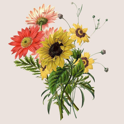 Sunflower White Modern Wood Framed Art Print by Jill, Susan