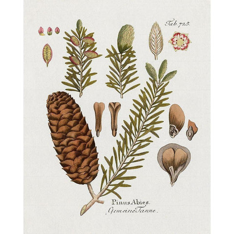 Botanical Fir White Modern Wood Framed Art Print by Donovan, Kelly
