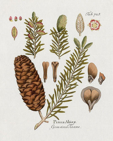 Botanical Fir White Modern Wood Framed Art Print with Double Matting by Donovan, Kelly