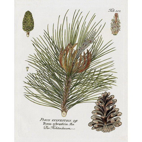 Botanical Spruce White Modern Wood Framed Art Print by Donovan, Kelly