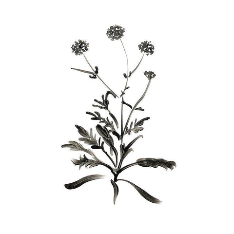 Inky Botanical I White Modern Wood Framed Art Print by Donovan, Kelly