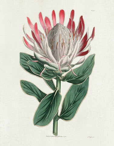 Protea N13 White Modern Wood Framed Art Print with Double Matting by Donovan, Kelly