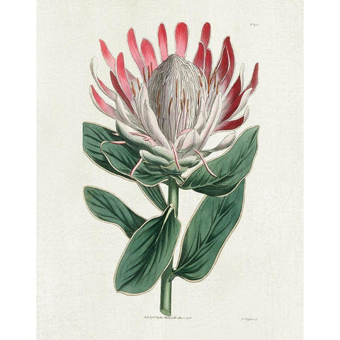 Protea N13 White Modern Wood Framed Art Print by Donovan, Kelly