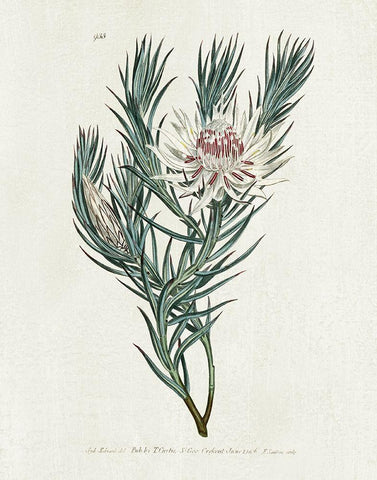 Protea N33 White Modern Wood Framed Art Print with Double Matting by Donovan, Kelly