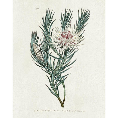Protea N33 White Modern Wood Framed Art Print by Donovan, Kelly