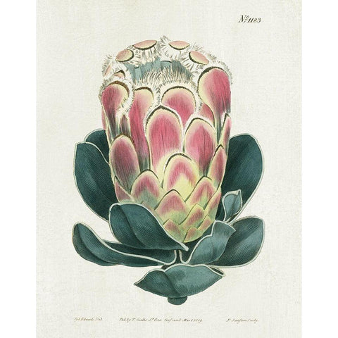 Protea N83 White Modern Wood Framed Art Print by Donovan, Kelly