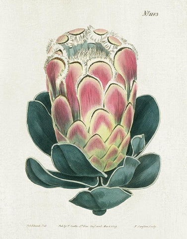 Protea N83 White Modern Wood Framed Art Print with Double Matting by Donovan, Kelly
