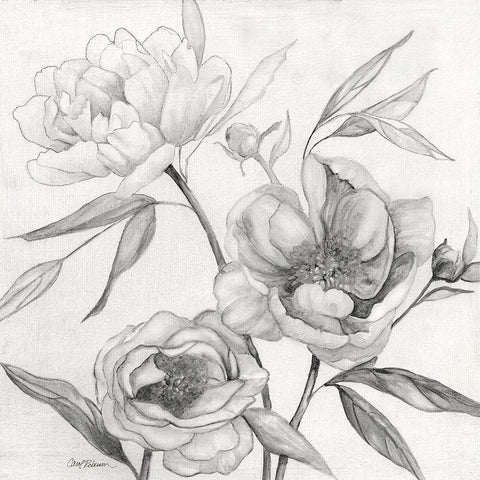 Linen Peony Sketch II White Modern Wood Framed Art Print by Robinson, Carol