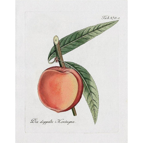 Peachy Keen II White Modern Wood Framed Art Print by Donovan, Kelly