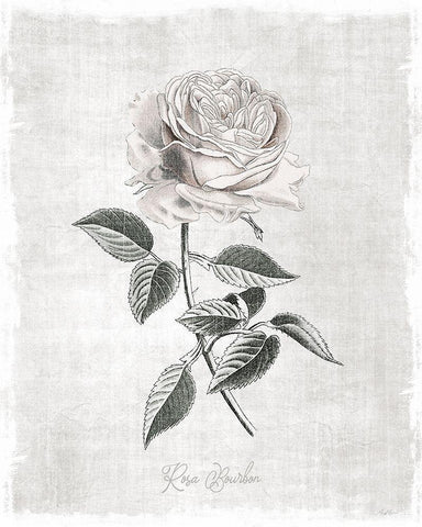 Vintage Botanical I White Modern Wood Framed Art Print with Double Matting by Carpentieri, Natalie