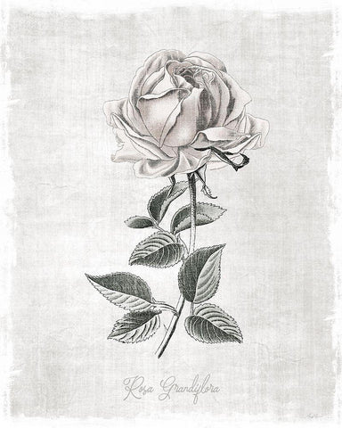 Vintage Botanical II Black Ornate Wood Framed Art Print with Double Matting by Carpentieri, Natalie