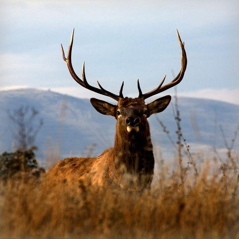 Big Elk Charlo Gold Ornate Wood Framed Art Print with Double Matting by Delimont, Danita