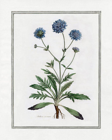 Soft Botanical II White Modern Wood Framed Art Print with Double Matting by CAD Designs