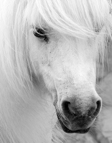 Island Pony I Black Ornate Wood Framed Art Print with Double Matting by Delimont, Danita