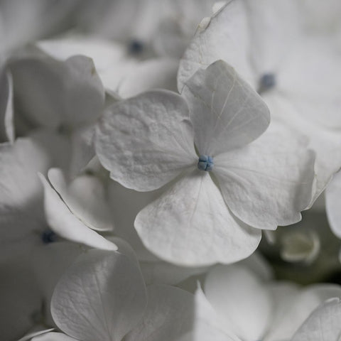 Hydrangea I White Modern Wood Framed Art Print with Double Matting by Robinson, Carol