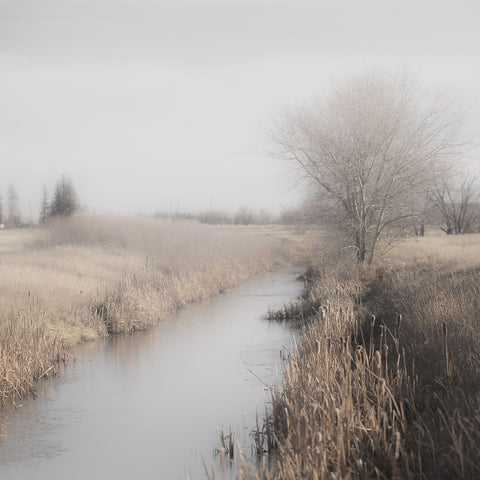 Misty Cattails White Modern Wood Framed Art Print with Double Matting by Robinson, Carol