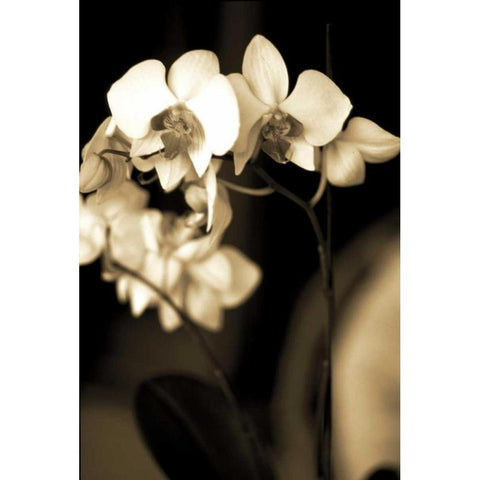Exotic Blooms Black Modern Wood Framed Art Print with Double Matting by Ryan, Cinzia